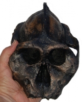 Australopithecus aethopicus, the BLACK skull