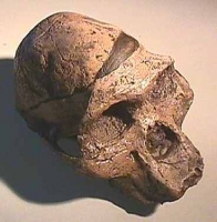 Australopithecus africanus, Mrs. Ples skull