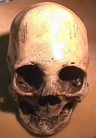 Human Skull, Homo sapiens, Peruvian with Cranial Binding