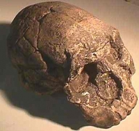 Homo rudolfensis, (habilis) KNMER 1470