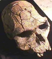 Homo habilis, skull KNM-ER 1813