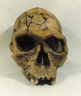 Homo habilis, skull KNM-ER 1813