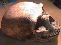 Homo neanderthalensis Skull, Forbes Quarry Gibraltar