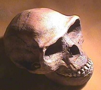 Home erectus,  Skull Peking Man