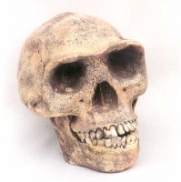 Home erectus,  Skull Peking Man