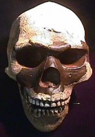 Early Homo sapiens Skull, (Skhul) 5 Palestine