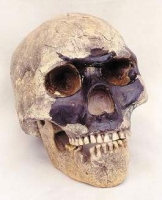 Early Homo sapiens Skull, (Skhul) 5 Palestine