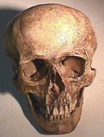 Homo sapiens, SW American Indian bound skull