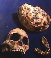 Australopithecus africanus, Taung child skull with brain endocast