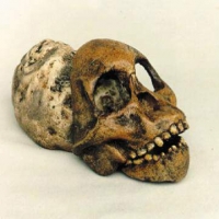 Australopithecus africanus, Taung child skull with brain endocast