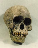 Australopithecus africanus, Taung child reconstruction