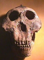 Australopithecus boisei aka, Paranthropus, aka, Zinjanthropus