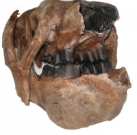 Eremotherium mirabile, (Megatherium) giant ground sloth skull