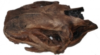 Eremotherium mirabile, (Megatherium) giant ground sloth skull