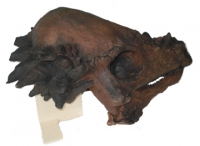 Pachycephalosaurus, 21.5 inch skull