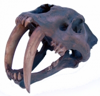 Smilodon fatalis, sabertooth cat skull