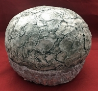 Dendroolithus (Hadrosaur Dinosaur Egg)