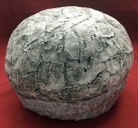 Dendroolithus (Hadrosaur Dinosaur Egg)