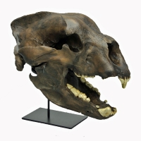 Arctodus simus, giant short-faced bear skull