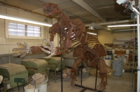 Megalonyx jeffersoni, ground sloth skeleton