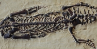 Pachypleurosaurus edwardsi, nothosaurus skeleton