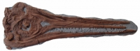 Stenopterygius quadricissus, Ichthyosaur skull