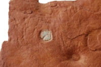 Dickinsonia costata & Parvancorina minchami Ediacaran Fauna