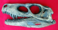 Herrerasaurus ischigualastensis, skull