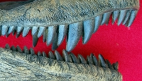 Herrerasaurus ischigualastensis, skull