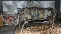 Woolly Rhino (Coelodonta antiquitatis) skeleton replica rental