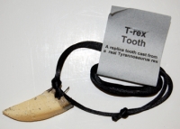 Tyrannosaurus rex Tooth Necklace Pendant