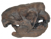 Megalonyx jeffersoni, ground sloth skull, Now The West Virginia State Fossil