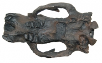 Megalonyx jeffersoni, ground sloth skull, Now The West Virginia State Fossil