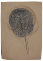 Mesolimulus walchi, Horseshoe Crab, small