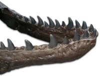 Tyrannosaurus rex (skull & jaws)