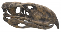 Phororhacos inflatus, giant terror bird skull replica