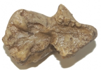 Rooneyia omomyid, early primate skull