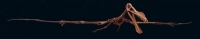 Anhanguera blittersdorfi. pterosaur