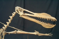 Anhanguera blittersdorfi. pterosaur