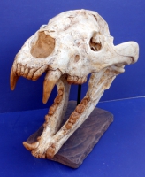 Agriotherium, giant Dog-Bear skull