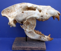 Agriotherium, giant Dog-Bear skull