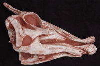 Saurolophus angustirostris, hadrosaur skull