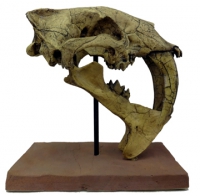 Eumilus, saber tooth cat skull