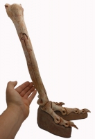 Gallimimus bullatus, leg and foot