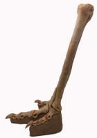 Gallimimus bullatus, leg and foot