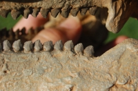 Gastonia burgei, Ankylosaur Skull