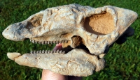 Gastonia burgei, Ankylosaur Skull