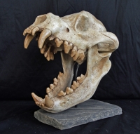 Dinocrocuta giganteus, giant hyena skull