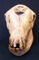 Macrauchenia, skull