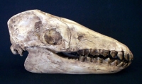 Macrauchenia, skull